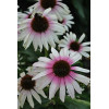 Jeżówka 'Fountain Pink Eye' | Echinacea