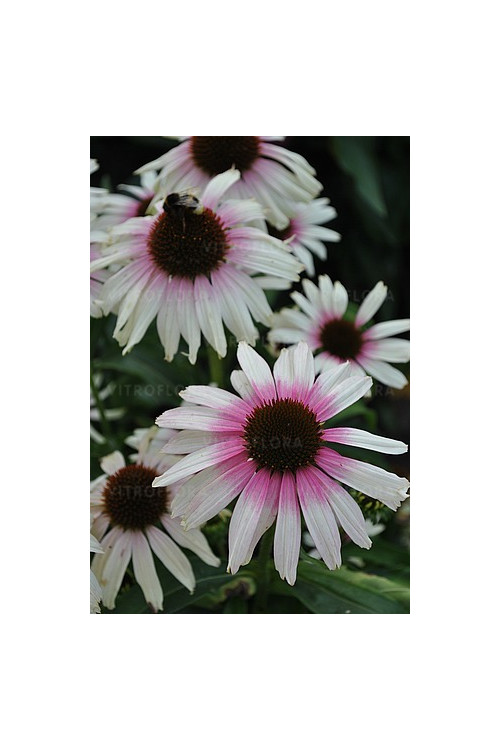 Jeżówka 'Fountain Pink Eye' | Echinacea