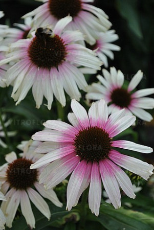 Jeżówka 'Fountain Pink Eye' | Echinacea