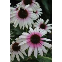 Jeżówka 'Fountain Pink Eye' | Echinacea