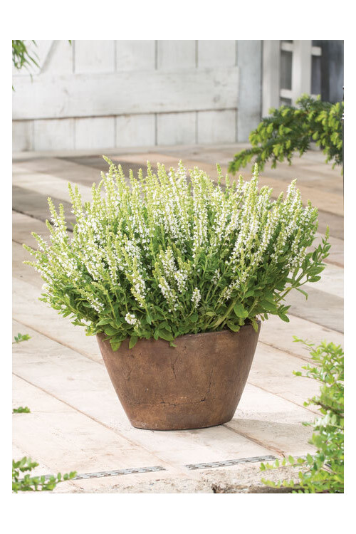 Szałwia omszona 'Synchro White' Salvia nemorosa