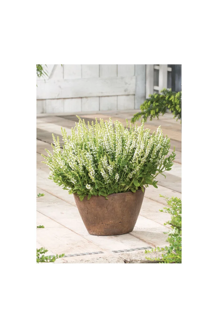 Szałwia omszona 'Synchro White' Salvia nemorosa