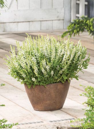 Szałwia omszona 'Synchro White' Salvia nemorosa