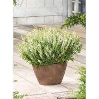 Szałwia omszona 'Synchro White' Salvia nemorosa