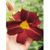 Liliowiec 'Ed Murray' Hemerocallis