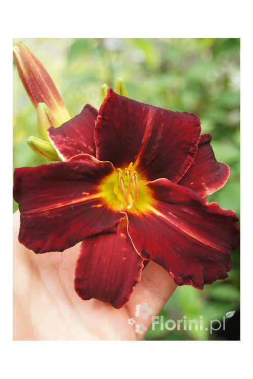 Liliowiec 'Ed Murray' Hemerocallis