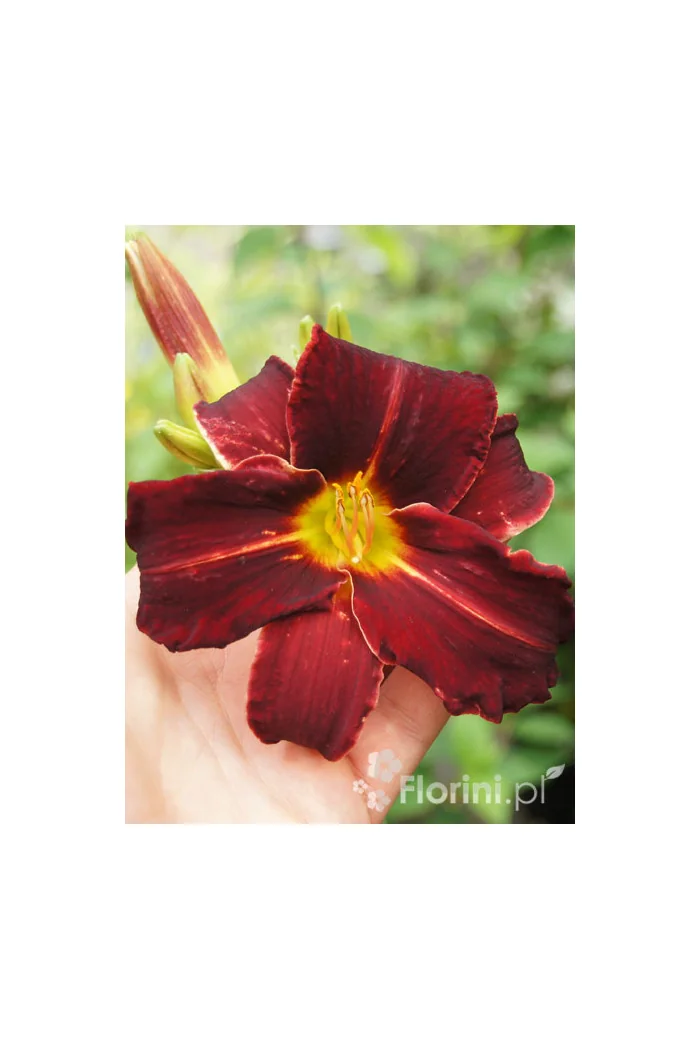 Liliowiec 'Ed Murray' Hemerocallis