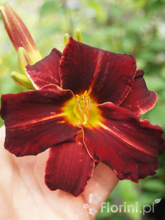 Liliowiec 'Ed Murray' Hemerocallis