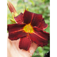 Liliowiec 'Ed Murray' Hemerocallis