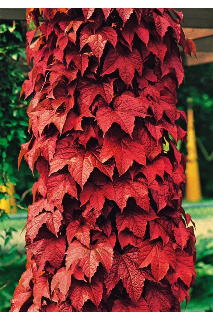 Winobluszcz trójklapowy 'Veitchii' [szczepiony!] | Parthenocissus tricuspidata