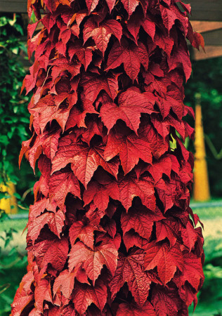 Winobluszcz trójklapowy 'Veitchii' [szczepiony!] | Parthenocissus tricuspidata