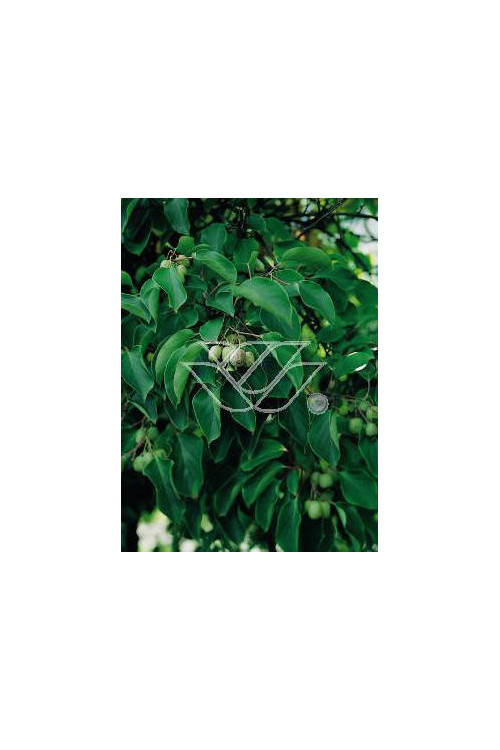 Aktinidia ostrolistna 'Male Zapylacz' | Actinidia arguta