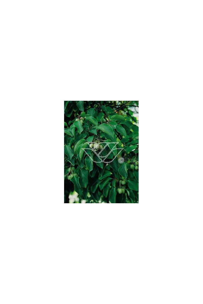 Aktinidia ostrolistna 'Male Zapylacz' | Actinidia arguta