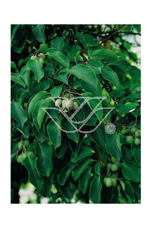 Aktinidia ostrolistna 'Male Zapylacz' | Actinidia arguta