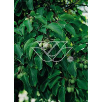 Aktinidia ostrolistna 'Male Zapylacz' | Actinidia arguta