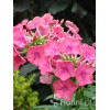 Floks wiechowaty 'Windsor' Phlox panniculata