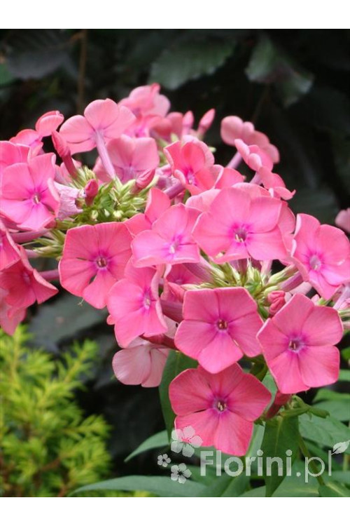 Floks wiechowaty 'Windsor' Phlox panniculata