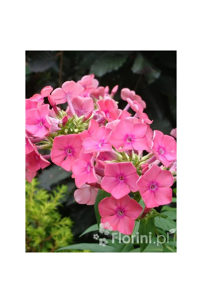 Floks wiechowaty 'Windsor' Phlox panniculata