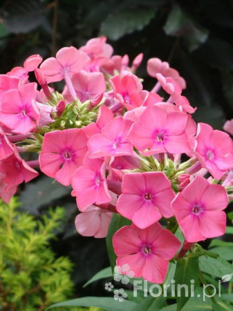 Floks wiechowaty 'Windsor' Phlox panniculata