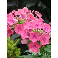 Floks wiechowaty 'Windsor' Phlox panniculata