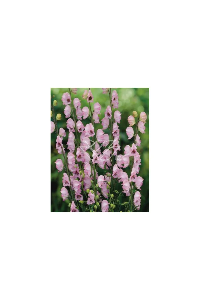 Tojad 'Pink Sensation' Aconitum