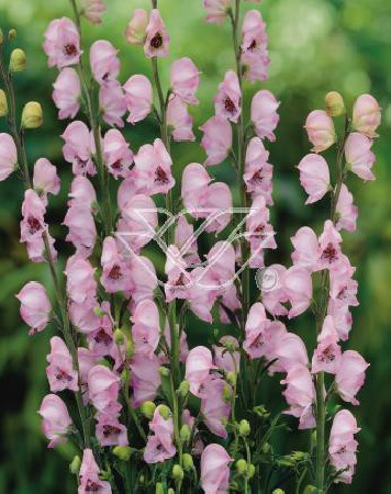 Tojad 'Pink Sensation' Aconitum