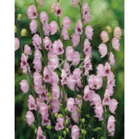 Tojad 'Pink Sensation' Aconitum