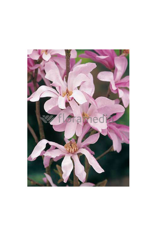 Magnolia Loebnera Leonard Messel Magnolia x loebneri - sadzonki magnolii