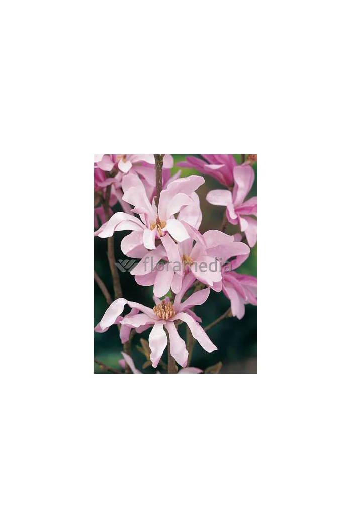Magnolia Loebnera Leonard Messel Magnolia x loebneri - sadzonki magnolii