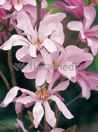 Magnolia Loebnera Leonard Messel Magnolia x loebneri - sadzonki magnolii