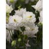 Orlik 'Winky White and White Double' Aquilegia vulgaris