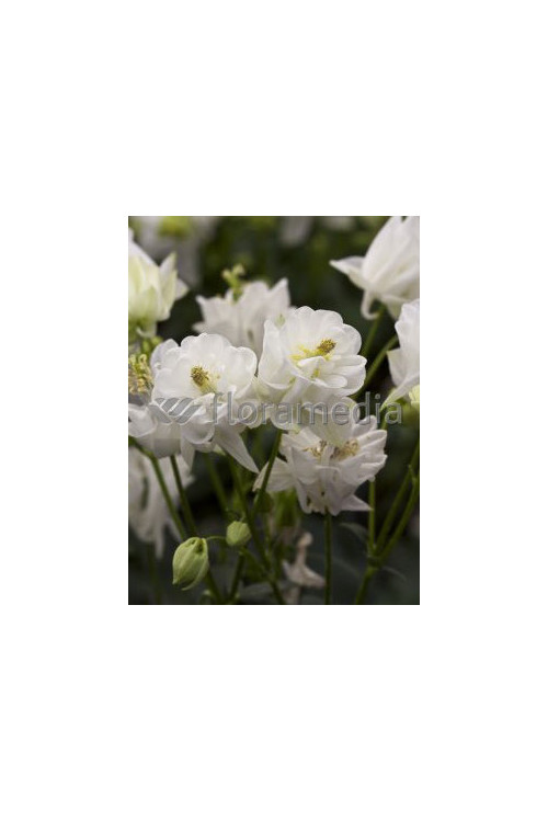 Orlik 'Winky White and White Double' Aquilegia vulgaris