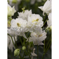 Orlik 'Winky White and White Double' Aquilegia vulgaris