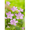 Bodziszek Endressa | Geranium endressii