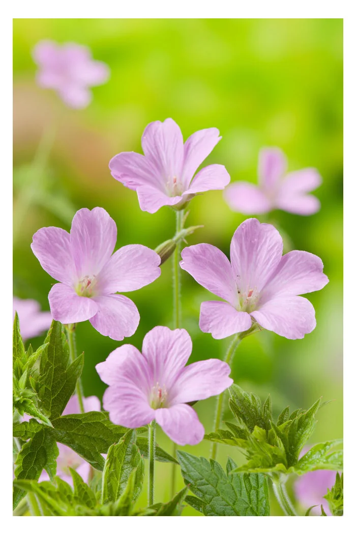 Bodziszek Endressa | Geranium endressii