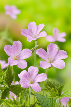 Bodziszek Endressa | Geranium endressii
