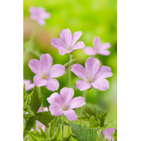 Bodziszek Endressa | Geranium endressii