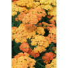 Krwawnik pospolity 'Terracota' | Achillea millefolium