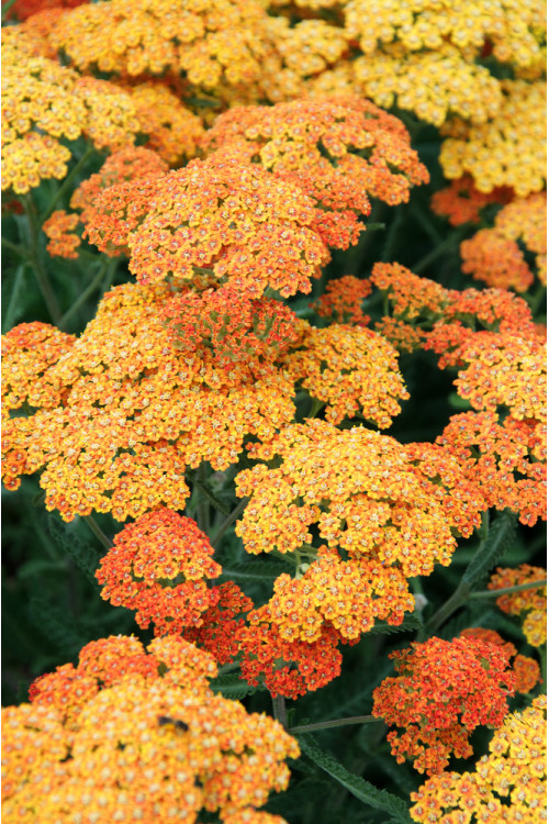 Krwawnik pospolity 'Terracota' | Achillea millefolium