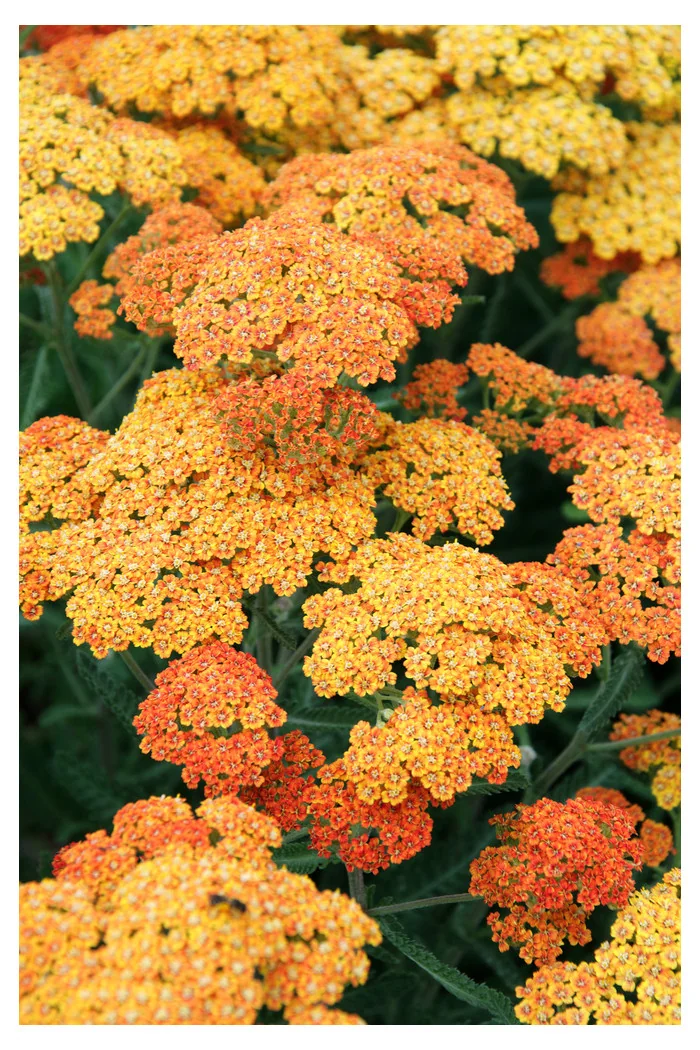 Krwawnik pospolity 'Terracota' | Achillea millefolium