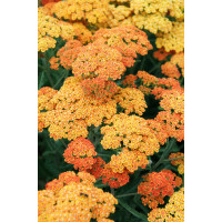 Krwawnik pospolity 'Terracota' | Achillea millefolium