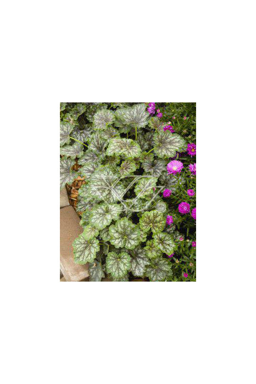 żurawka, żurawka Dales Strain, heuchera