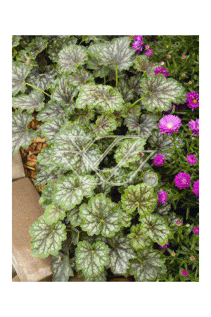 żurawka, żurawka Dales Strain, heuchera