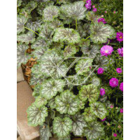 żurawka, żurawka Dales Strain, heuchera