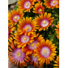 Słonecznica 'Fire Spinner'