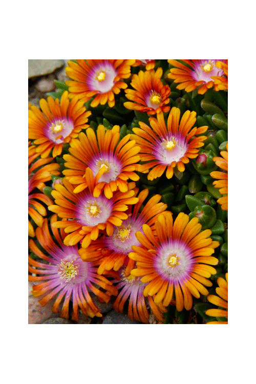 Słonecznica 'Fire Spinner'