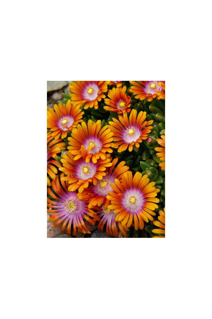 Słonecznica 'Fire Spinner'