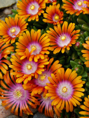 Słonecznica 'Fire Spinner'