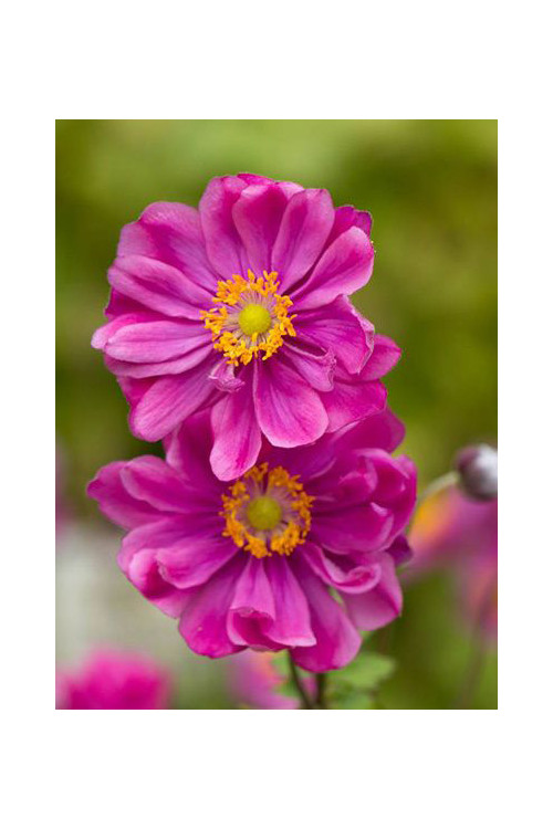 Zawilec japoński 'Rotkappchen' Anemone hupehensis