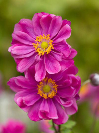 Zawilec japoński 'Rotkappchen' Anemone hupehensis